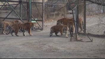 Un tigre siberiano se une a una manada de tigres bengala y cambia toda su jerarquía solo por su tamaño