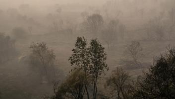La destrucción ecológica de los incendios, un desastre medioambiental con pocos precedentes que necesitará décadas para recuperarse