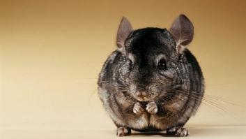 Los baños de polvo son ideales para la higiene de tu chinchilla: el agua, con mucha precaución