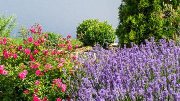 Estas son las 5 plantas que deberías podar en agosto antes de que sea demasiado tarde