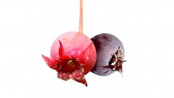 Planta este arbusto valorado por los abuelos en tu jardín y te dará frutos que son una mina de oro para tu salud