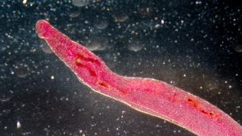 Descubren el 'truco' de un gusano parásito y, con él, la clave para crear analgésicos más seguros