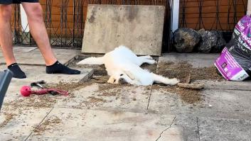 Regaña a su Golden Retriever por liarla jugando a las excavaciones y su reacción conquista miles de corazones