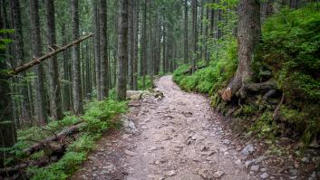 Sale al bosque a por setas y su excursión culmina en un descubrimiento peligroso de la Segunda Guerra Mundial