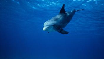 Aparece un delfín simpático, los bañistas quieren jugar con él pero los expertos lanzan un aviso muy serio