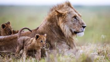 El tiernísimo método que usan los leones para inspirar coraje a sus cachorros