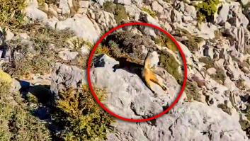 Un montañista sale a pasear y tiene un mítico encuentro con un felino que se creía extinto