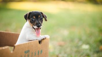 Descubre una caja de cartón de camino al trabajo y cuando ve qué hay dentro sabe que debe actuar cuanto antes