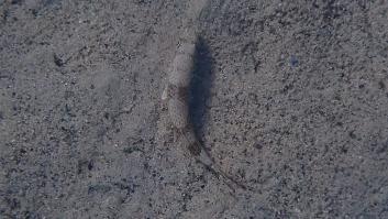 Encuentran un pez exótico del mar Rojo en el lugar equivocado y un profesor alerta: "Las repercusiones son impredecibles, incluso en la pesca"