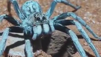 Graban cómo sale una araña lobo de su escondite: tan rápido que casi no se ve