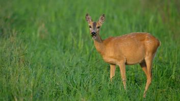 Una región se volcó para que un ciervo regresara con su padre adoptivo y ahora llora su pérdida: "Con profunda tristeza, despedimos a nuestro querido Bambi"