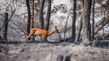 Expertos lanzan una advertencia sobre los efectos de los incendios en los animales y explican cómo ayudarlos