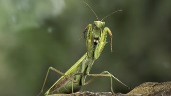 Fascinación en Alemania por el auge de encuentros con el insecto 'irreal': "Hasta ahora creía que era un rumor"