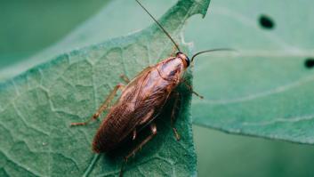 Estas son las 3 plantas comunes en España que atraen a las cucarachas en tu jardín como un imán