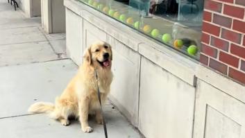 Un joven Golden Retriever se pierde durante un paseo y vuelve a casa él solo en tren