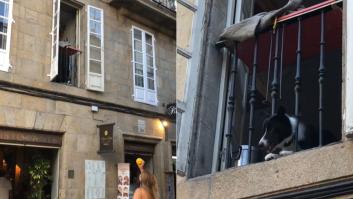 Un perro arrasa en Santiago por lo que hace con la gente desde su ventana: 1,5 millones de visitas y subiendo