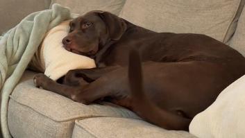 Este tierno momento del Labrador son su dueña despejará cualquier duda que tengas sobre si los perros nos entienden