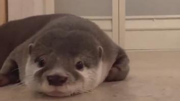 Graban a una nutria desorientada en una casa y todos se fijan en lo mismo: "El rugido más tierno que verás hoy"