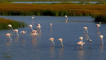 Una cigüeña se come 150 gomas, sus restos acaban en Doñana y los expertos descubren una inquietante tendencia