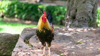 Diez años de cacareos, una licitación fallida y un gallinero urbano en Torrevieja sin solución a la vista