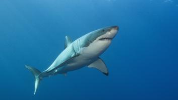 Los científicos detectan algo extraño en los grandes tiburones blancos y por ahora lo declaran un misterio sin resolver