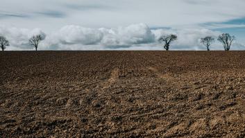 Le roban toda la cosecha de avellanas y su reacción es de las que no se olvidan: "Son ladrones, pero valientes"