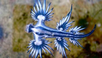 En Francia no escatiman en dramatismo al hablar de la especie invasora que obliga a cerrar playas en España