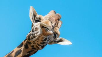 Los científicos revelan que hemos entendido mal a las jirafas y toman una decisión vital para que tengan futuro
