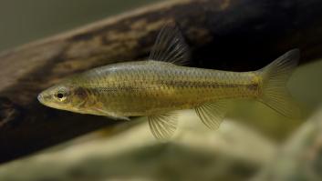 Intentan detener la propagación de una voraz especie invasora china en el embalse español y sale peor el remedio que la enfermedad