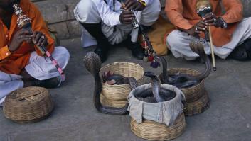 Los científicos observan el comportamiento de las serpientes en la India y alertan sobre una tendencia preocupante
