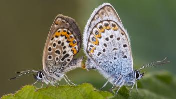 Alegría entre los biólogos tras el regreso de una mariposa en peligro de extinción desaparecida de su hábitat durante 30 años