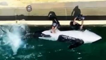 Una orca siendo masturbada en un parque acuático clausurado: estalla la indignación en Francia