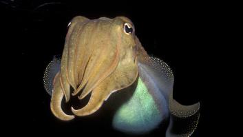 Cataluña sigue con su plan de protección de la sepia para favorecer su desarrollo y reproducción