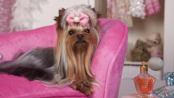 Una veterinaria advierte sobre los productos perfumados caseros que pueden suponer un riesgo para las mascotas