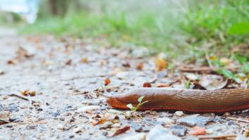 Un país entero elimina decenas de miles de 'babosas españolas': "Casi podemos hablar de una invasión"