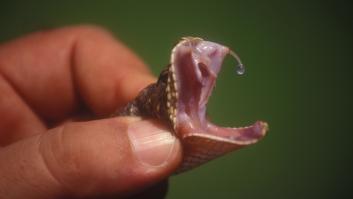 Un experto en supervivencia lo deja claro: "Nunca puedes chupar el veneno de una serpiente, es peliculero"