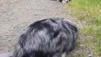 Un Border Collie y un Pastor Australiano se conocen por primera vez y se mandan estas señales