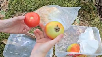 Compara un tomate de supermercado con uno de su huerto y el resultado que obtiene va a dar que pensar