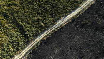 En la raíz de los incendios: ¿por qué el problema empieza con un bosque desordenado?
