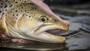 El pescado graso muy querido en España tiene un nuevo récord mundial: más de 17 kilos de ejemplar
