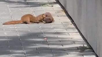 Un hurón ayuda a otro a subir una valla cuando parecía que era imposible