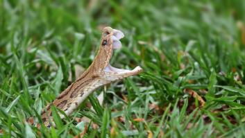 Las serpientes bostezan igual que los humanos, pero no es ni por cansancio ni por estar ansiosas