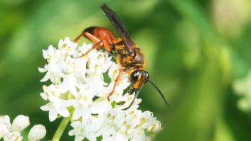 La extraña avispa que cava agujeros en tu jardín y que puede convertirse en un valioso aliado gracias a su inusual comportamiento