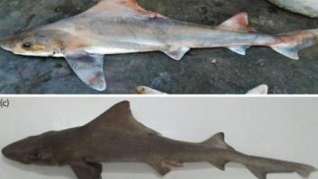 Avistan por primera vez en cinco décadas una rara especie de tiburón que se creía extinguida por la sobrepesca