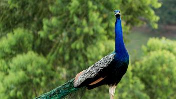 Encuentran tres pavos muertos en el patio de una guardería en el Alcázar de Sevilla