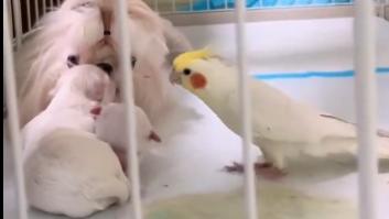 Una perra da a luz y una cacatúa se escapa de su jaula para conocer a los cachorros recién nacidos
