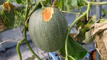 Las moscas de la fruta odian el elemento que se encuentra en la mayoría de botellas de vino españolas