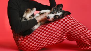 Estas son las 4 razas de perro con mejor visión nocturna que el resto de canes