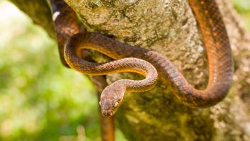 La isla en la que todavía se escucha español está plagada de la serpiente que llegó en avión y "come cualquier cosa"