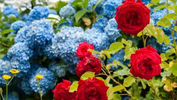 Expertos apuntan el mejor momento para podar las rosas en otoño y señalan el método correcto para cuidarlas